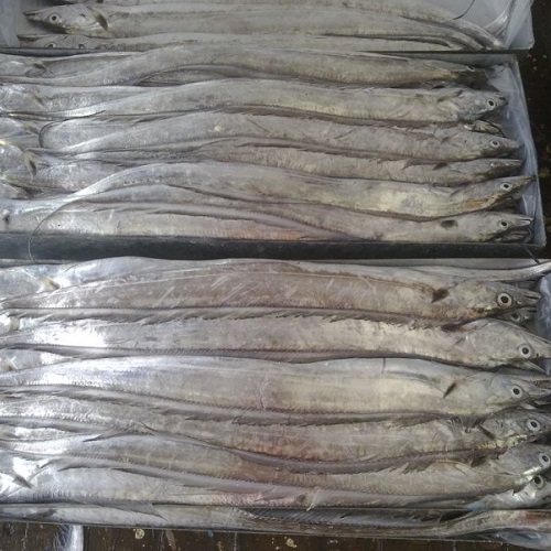 Fish