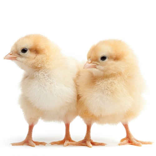 DAY OLD CHICKS Angest SRL